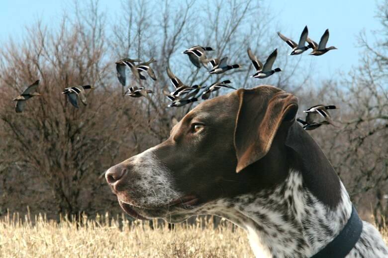German Shorthaired Pointer Duck Hunting Puppies For Sale In Pointers Breeders (1)