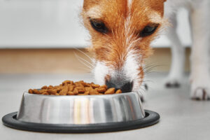 Hond eten workingdogs