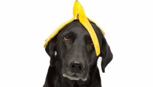 Bananen Hond